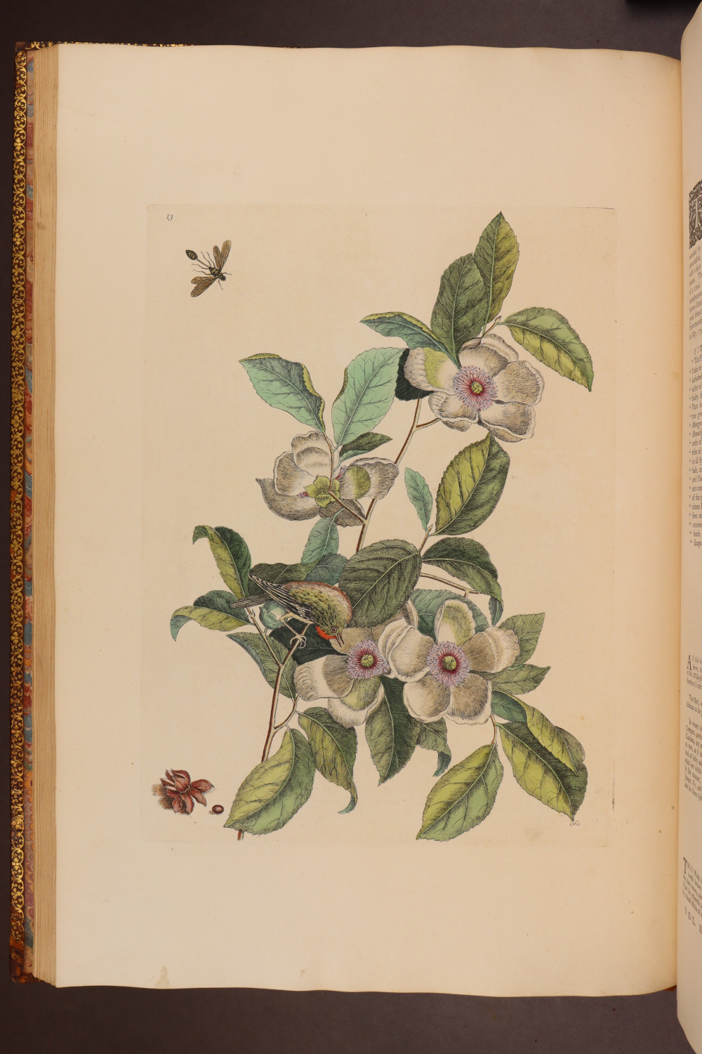 Plate 13